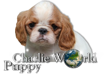 Charlie World  Puppy - Banner